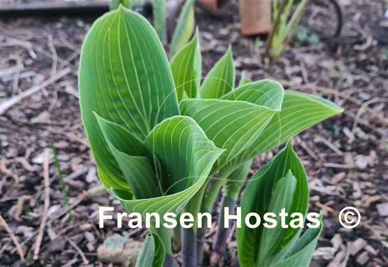 Hosta Sherborne Songbird